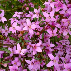 Boronia du Roi Céleste 