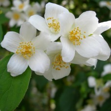 Jasmin de Saint Maxime