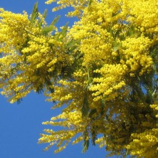 Mimosa de Messine