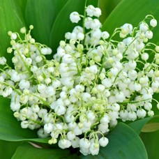 Muguet de Saint Georges