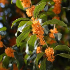 Osmanthus de l'Olympe 