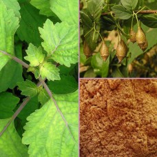 Patchouli et Cashmire de Mar Thomas 