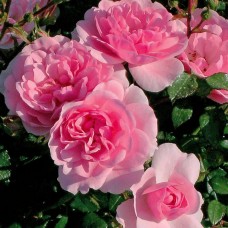 Rose de Sharon