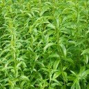 Verveine de Sainte Irène
