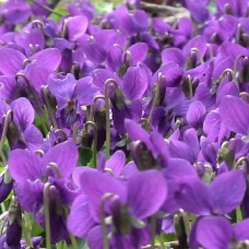 Violette des filles de Job