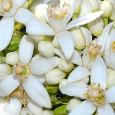 Neroli de la Grande Duchesse 