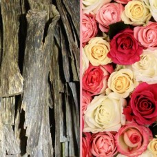 Rose des Sept Dormants